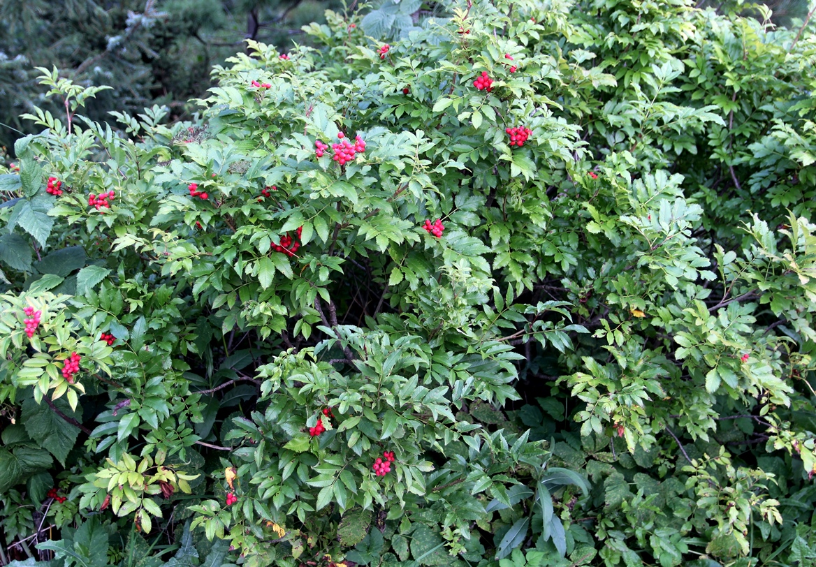 Рябина бузинолистная или Шнейдера (Sorbus sambucifolia). Фото Горошкевича С.Н.