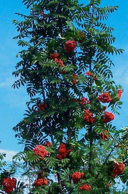 Рябина обыкновенная (Sorbus aucuparia) 'Fastigiata'