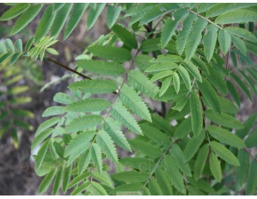 Рябина обыкновенная (Sorbus aucuparia) 'Konzentra'