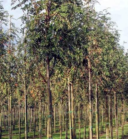 Рябина обыкновенная (Sorbus aucuparia) 'Wettra'