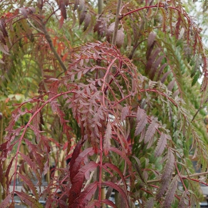 Рябина обыкновенная (Sorbus aucuparia) 'Chinese Lace'