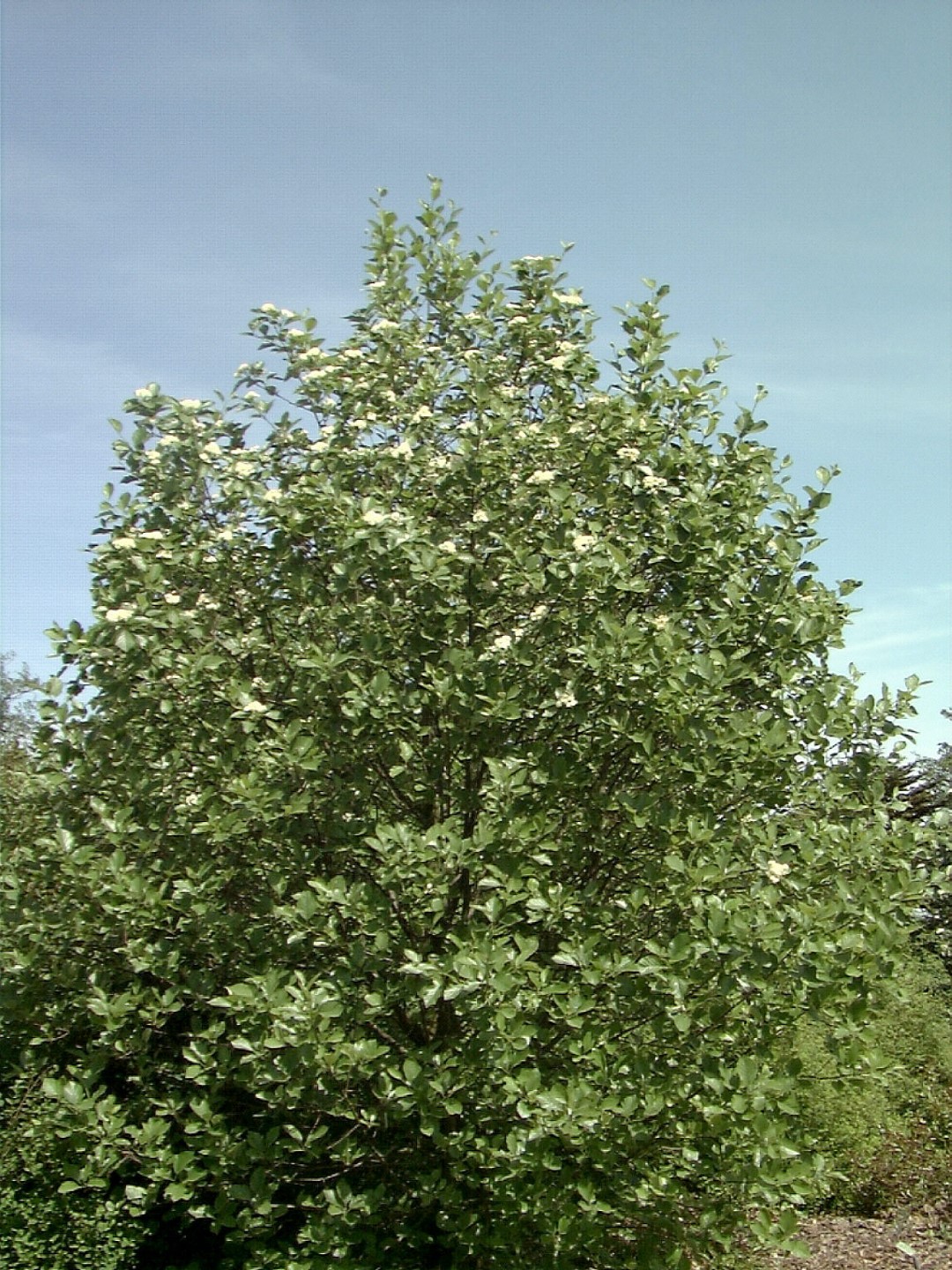 Рябина широколистная (Sorbus x latifolia)