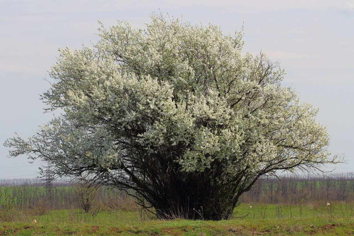 Алыча (Prunus cerasifera, Prunus divaricata)