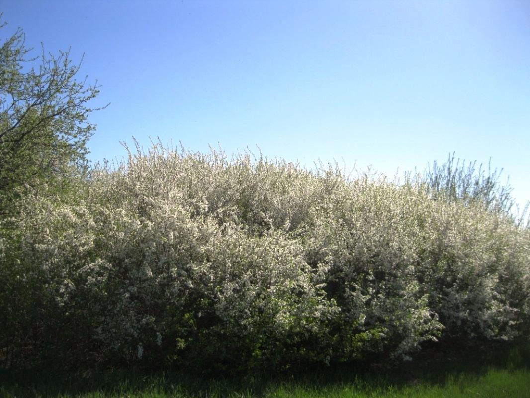 Слива колючая или тёрн (Prunus spinosa)