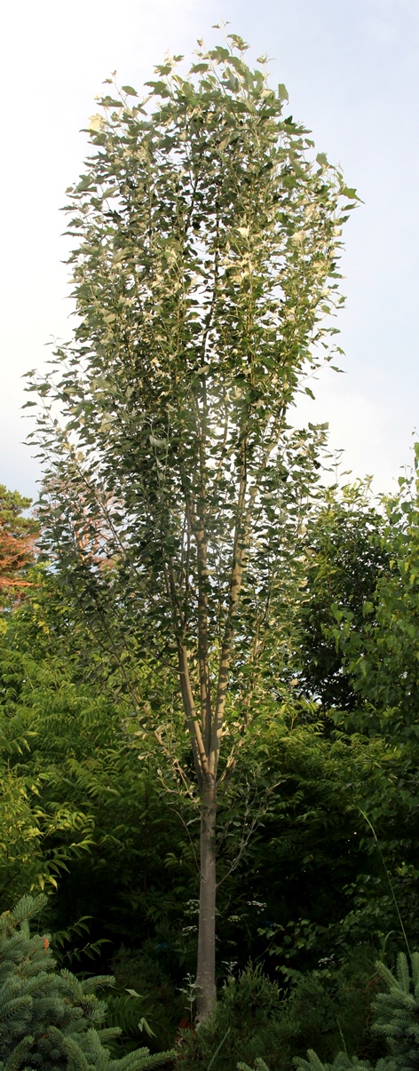 Тополь сибирский форма пирамидальная (Populus sibirica (nigra×balsamifera) f. Pyramidalis)