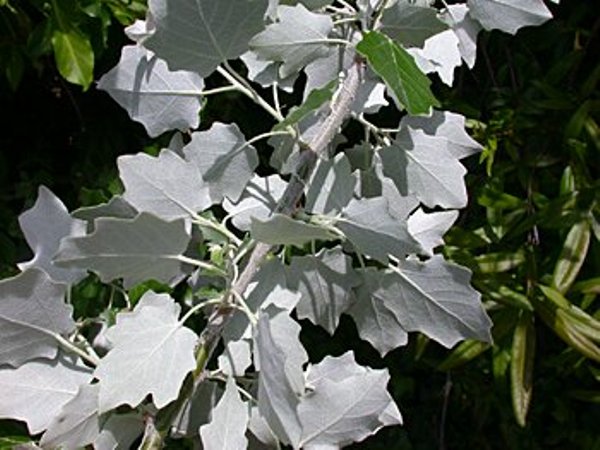 Тополь белый (Populus alba) 'Raket'