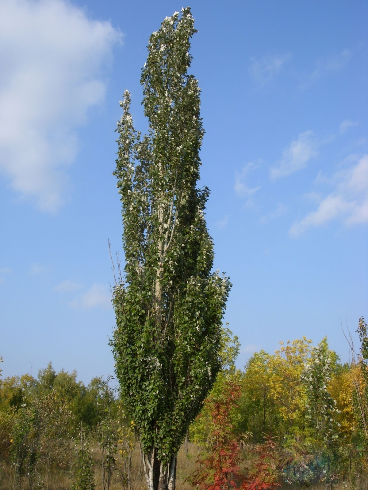 Тополь белый или серебристый (Populus alba) 'Pyramidalis'