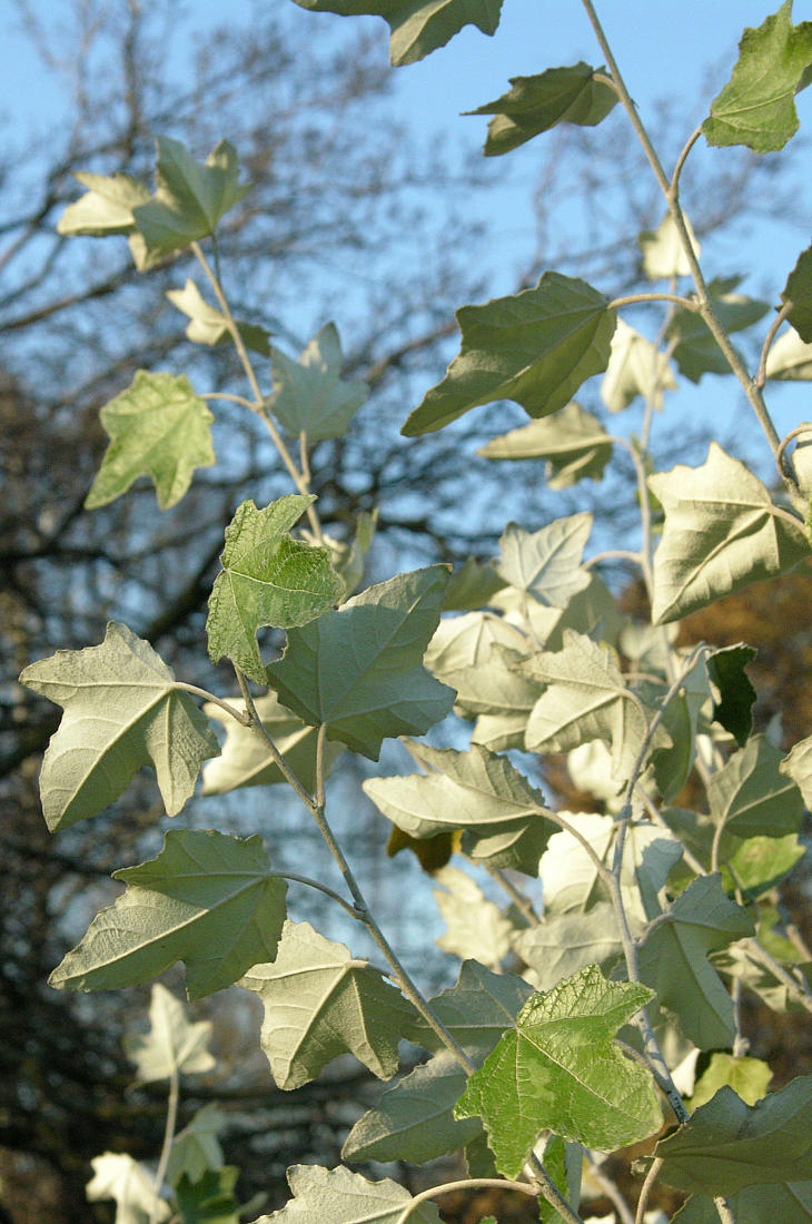 Тополь белый или серебристый (Populus alba)