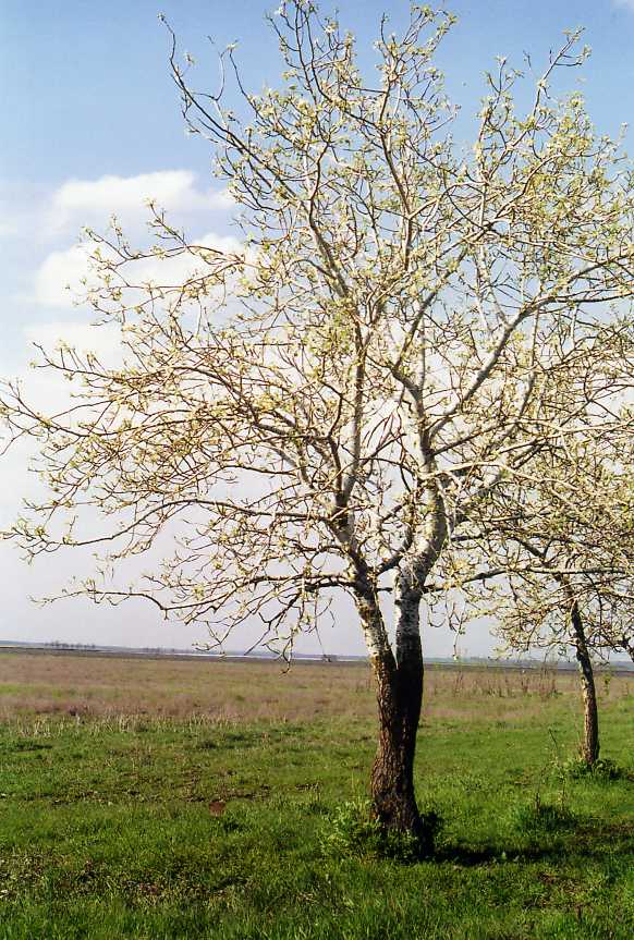 Тополь белый или серебристый (Populus alba)