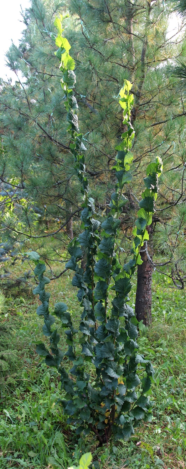 Вяз шершавый (Ulmus glabra) 'Exoniensis (Fastigiata)'. Фото Горошкевича С.Н.