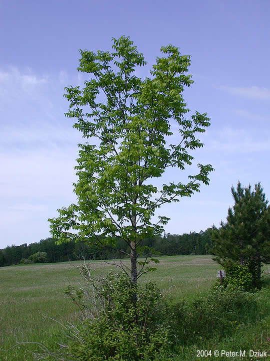 Ясень чёрный (Fraxinus nigra)