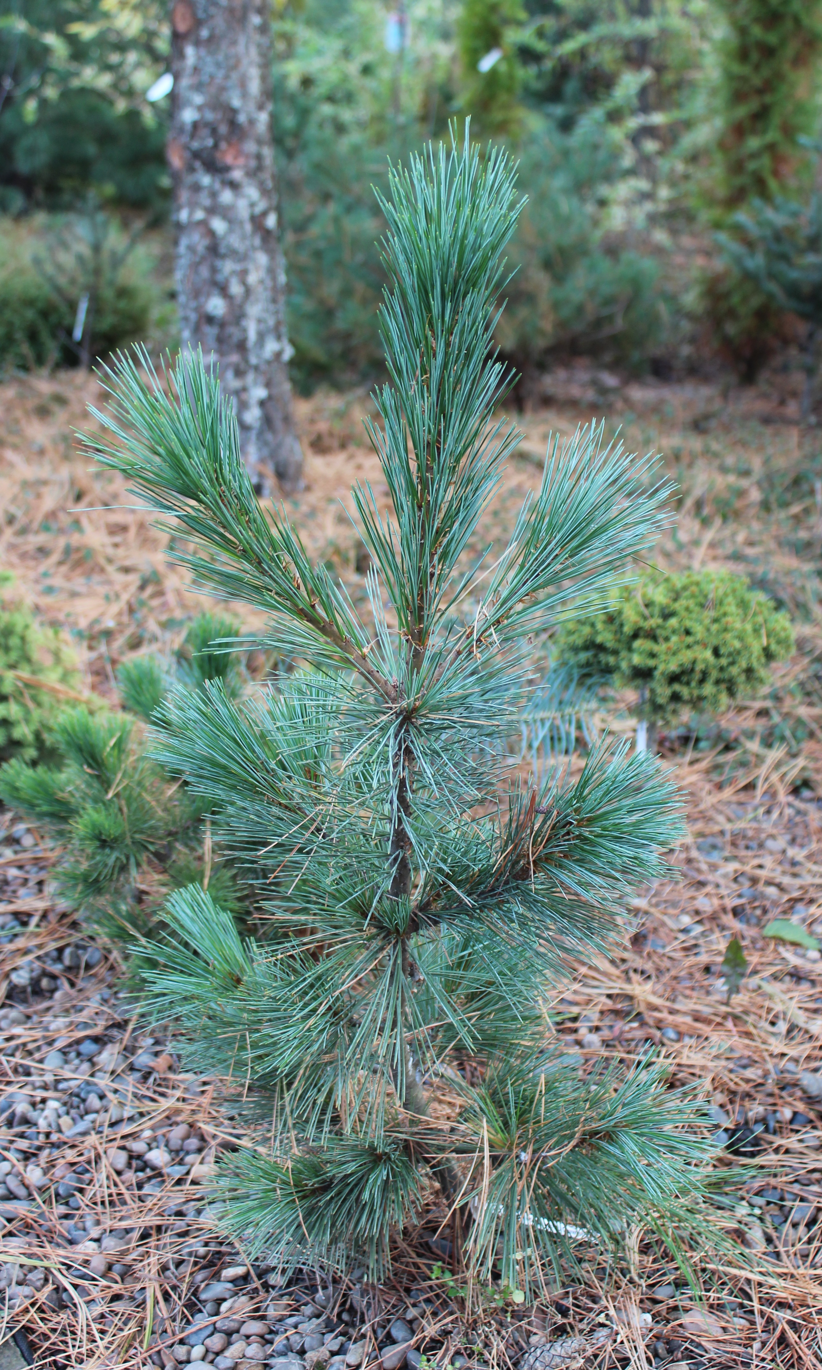 ВМ у Pinus monticola, конечно, тоже есть, но их найдено пока немного. На снимке Pinus monticola Crawford, среднерослый в меру компактный культивар с голубоватой хвоей, наша прививка на кедр сибирский в возрасте 5 лет. Pinus monticola Crawford 105