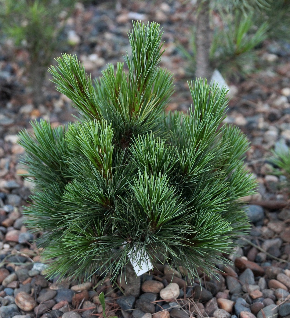 Pinus_peuce_Bitola Еще один новый (2008 г.) клон от Joerg Kohout (Германия). Назван по месту нахождения ВМ в Северной Македонии. Типичный карликовый сорт с густой, симметричной, шаровидной кроной. Наша 4-летняя прививка на кедре сибирском. Высота 25 см. 