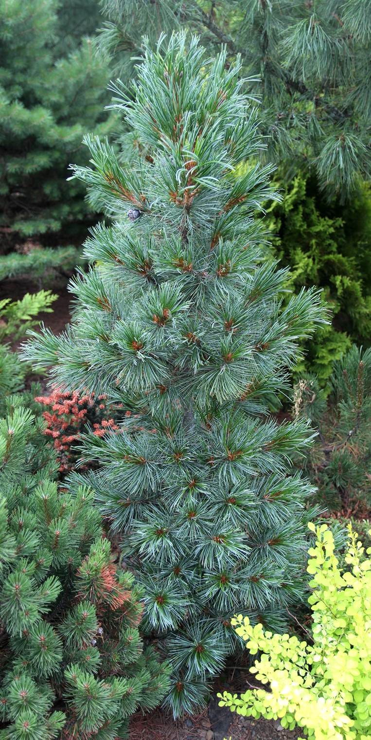 Pinus cembra `Otztal`. Декоративный сорт с сизым цветом хвои. 13-летняя прививка на кедре сибирском. Фото с нашего питомника.