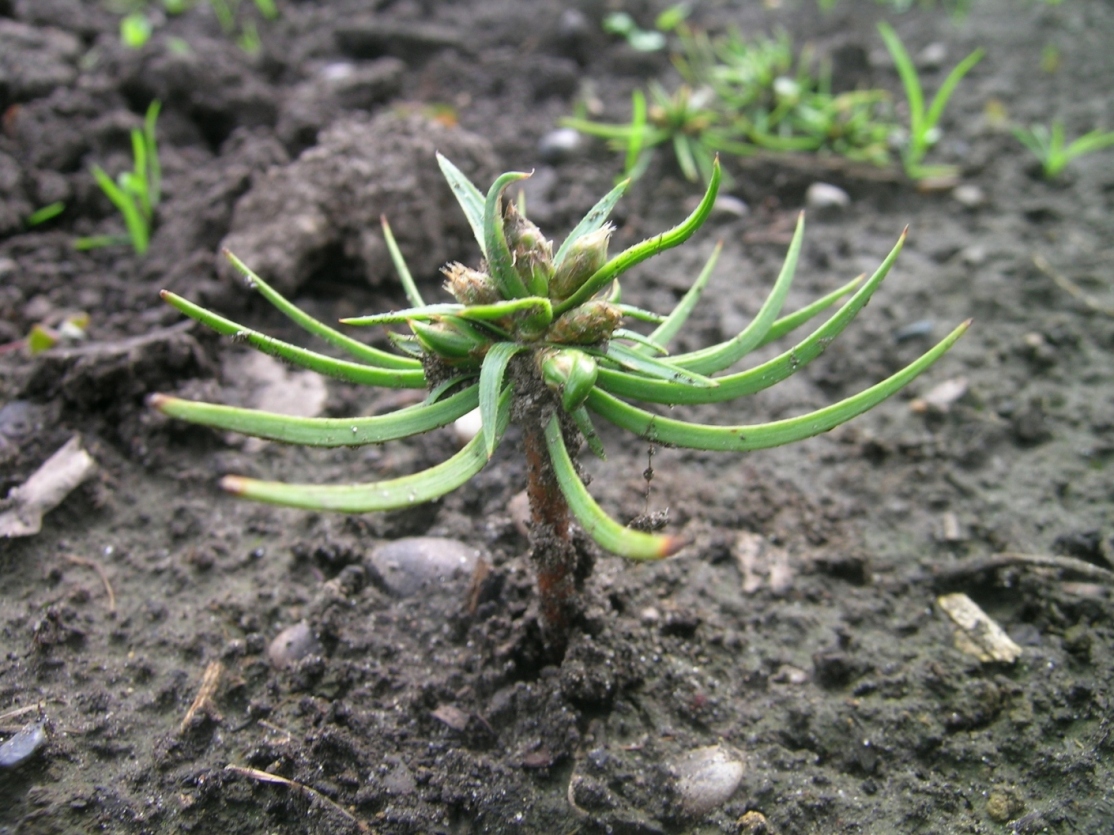 1-летние сеянцы из семенного потомства «ведьминой метлы». Аномальный сеянец: у него 7 боковых почек. 