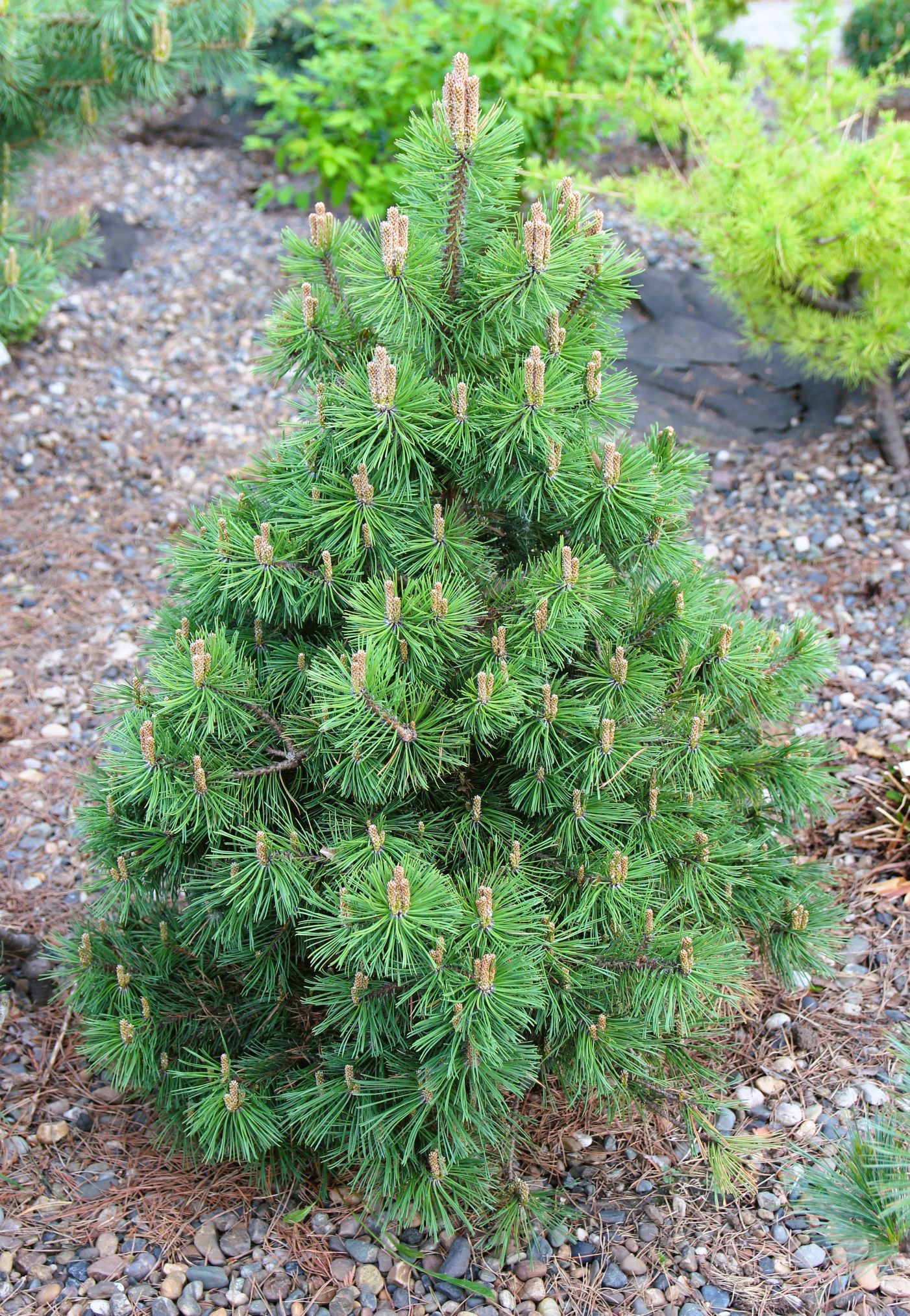 Pinus x pseudopumilio `Gotika`. Фото Горошкевича С.Н.