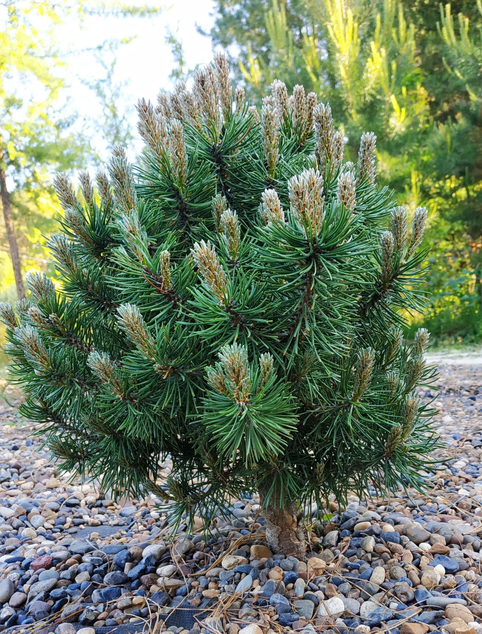 Pinus x pseudopumilio `Napadny`. Фото Горошкевича С.Н.