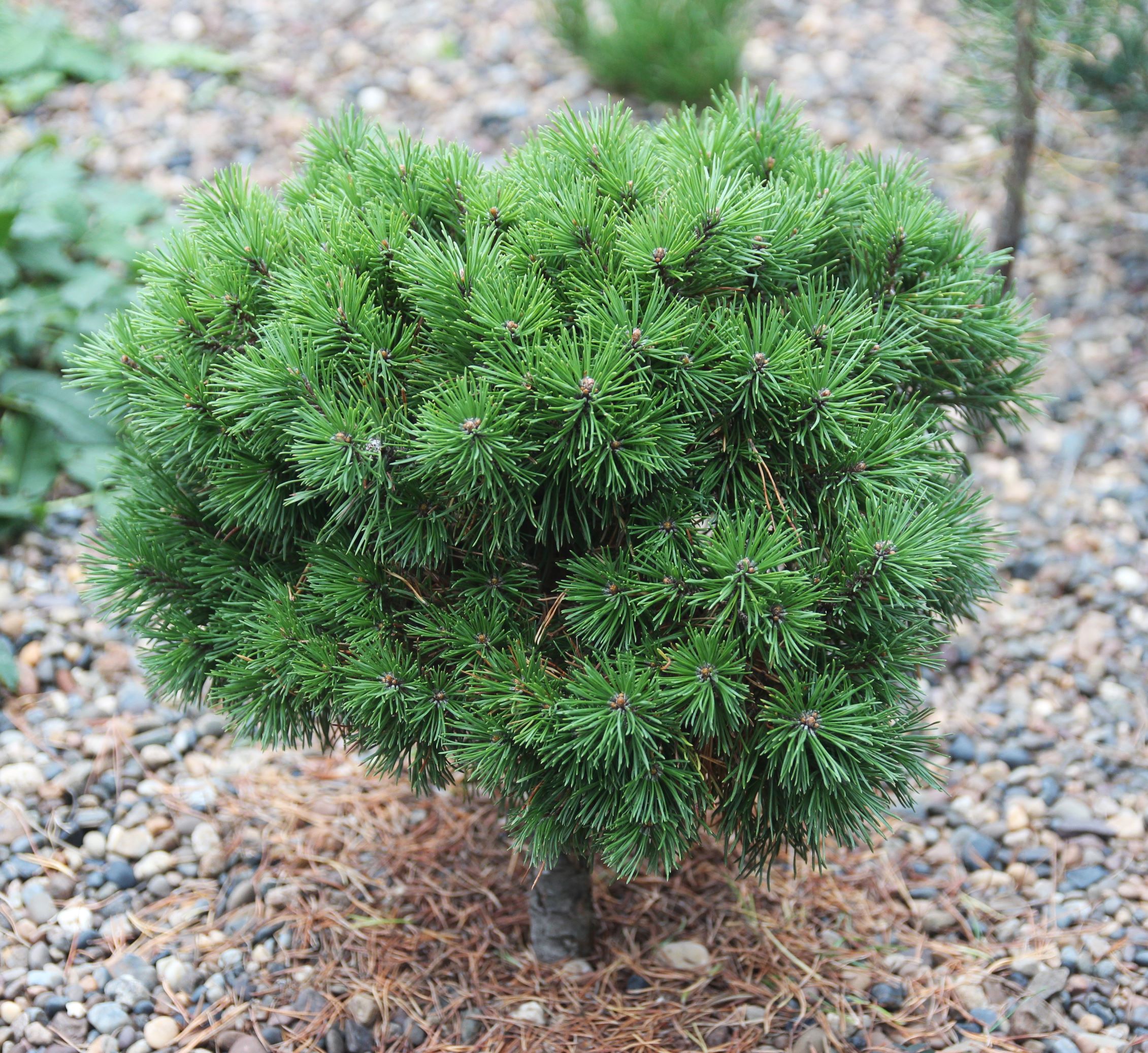 Pinus mugo `Mini Mops`. Фото Горошкевича С.Н.