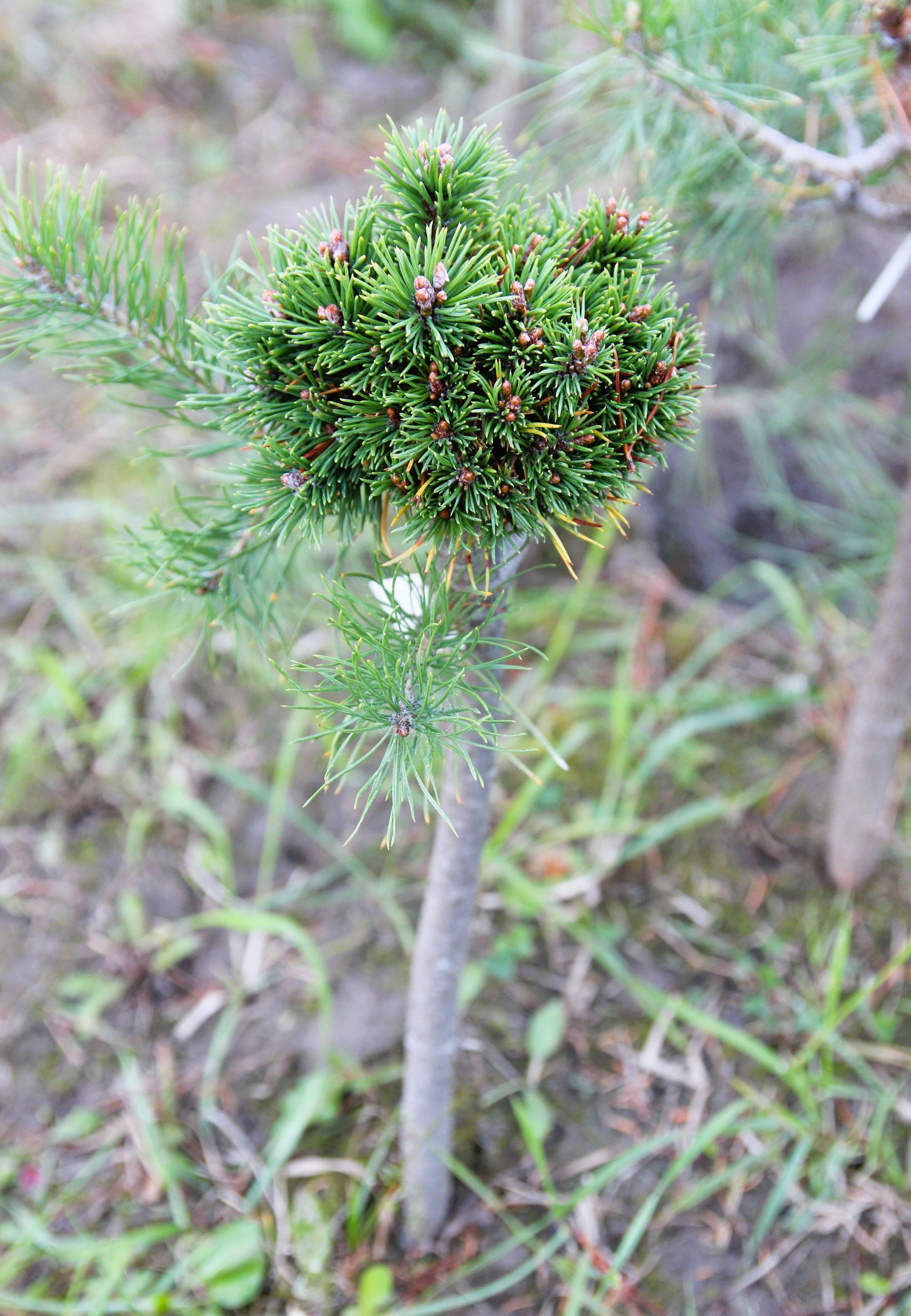 Pinus mugo `Mops Lot`. Фото Горошкевича С.Н. 