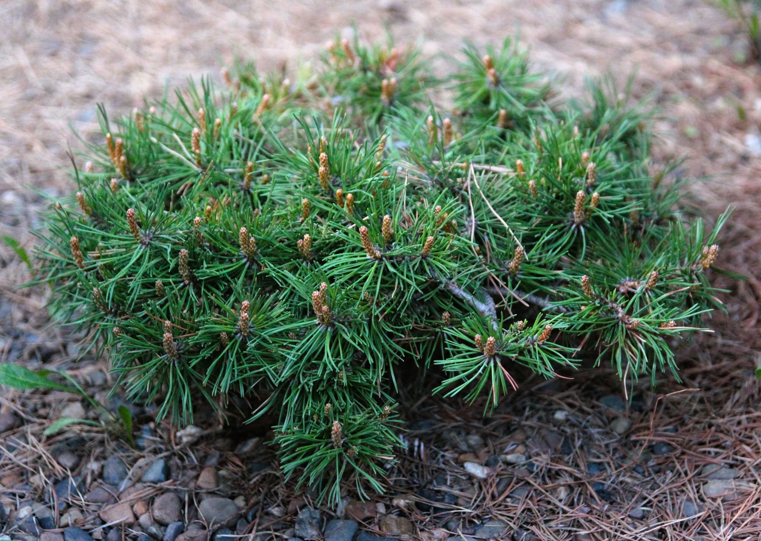 Pinus mugo `Nerost`. Фото Горошкевича С.Н.