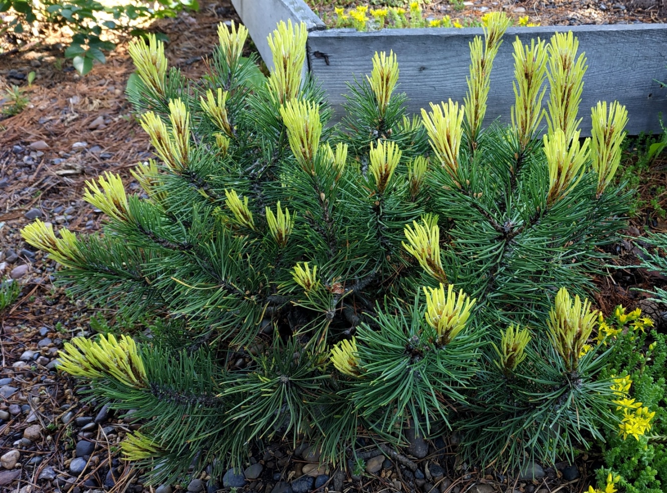 Pinus mugo Rositech. Фото сделано на нашем питомнике.