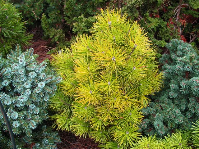 Pinus mugo Wintersonne