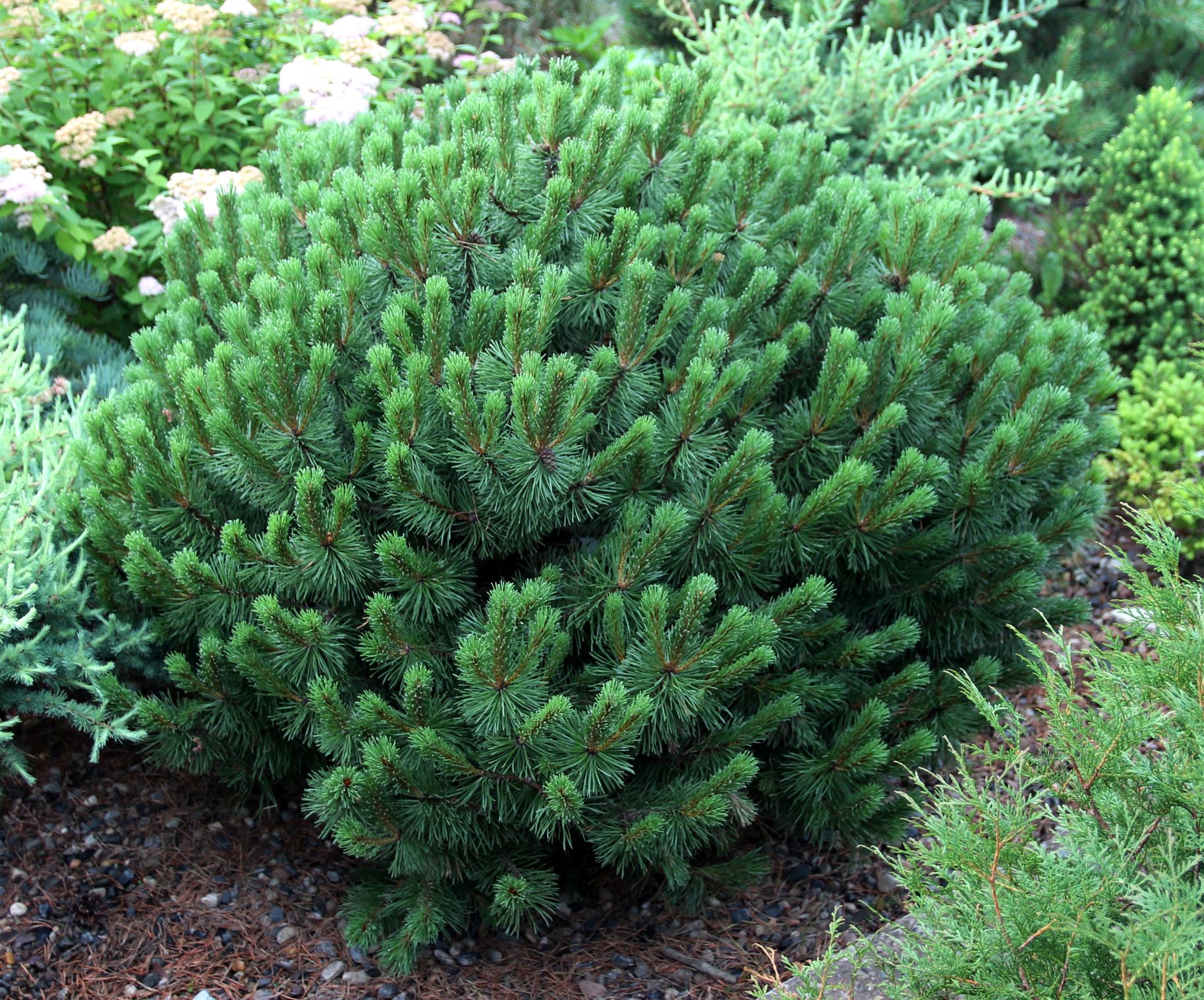 Pinus uncinata `Nana`. Фото Горошкевича С.Н.