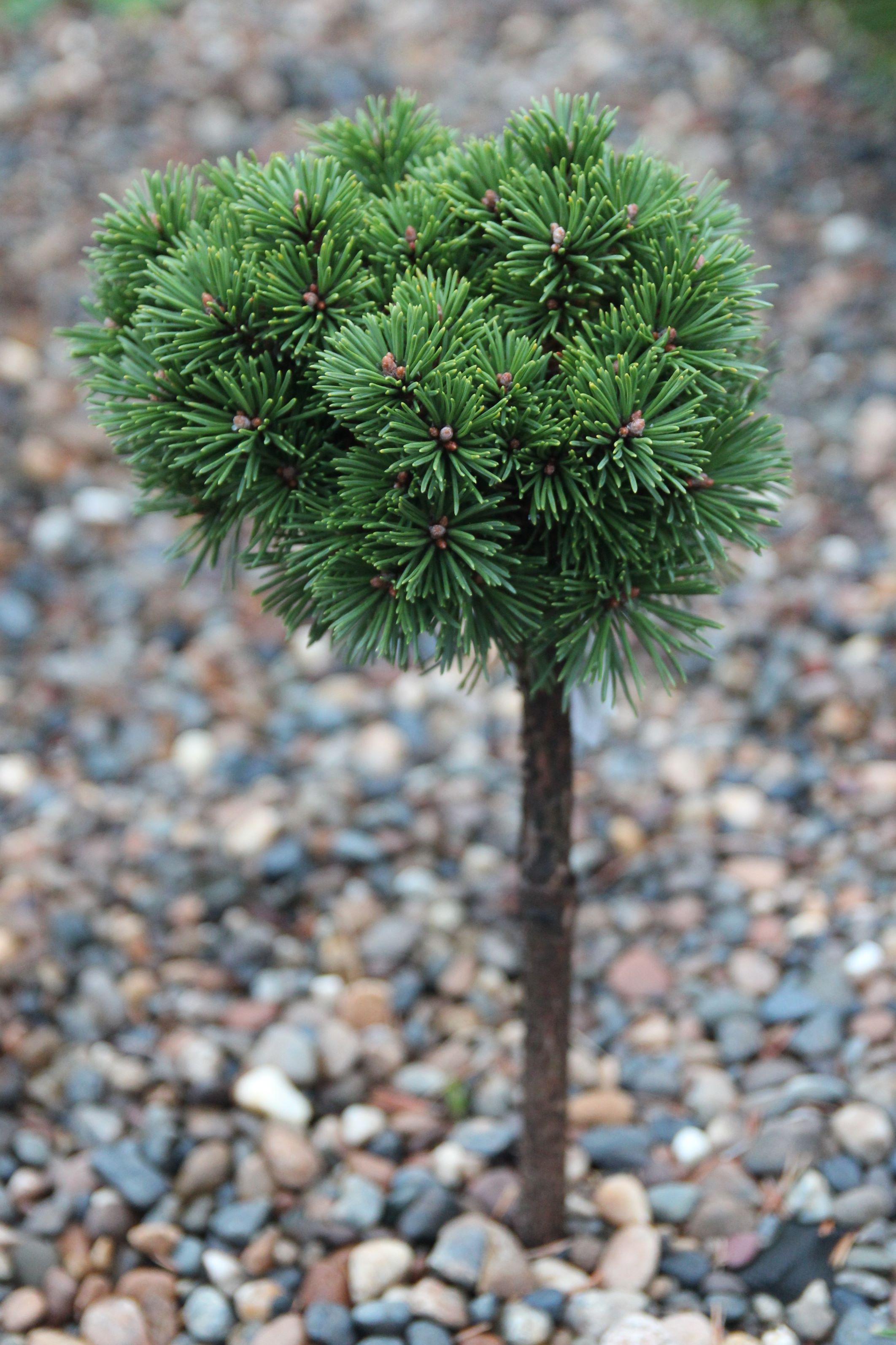 Pinus mugo Suzi. Фото Горошкевича С.Н.