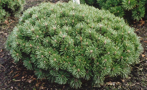 Pinus mugo Echiniformis