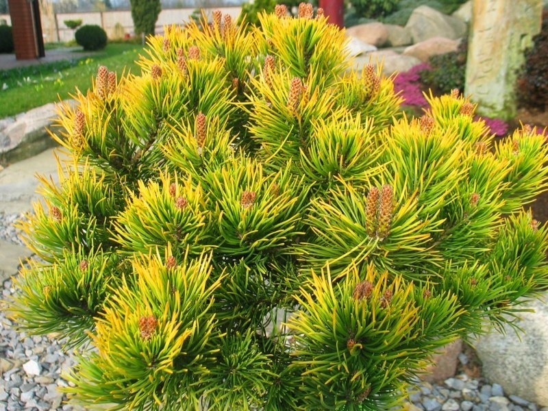 Pinus mugo Hostyn Gold