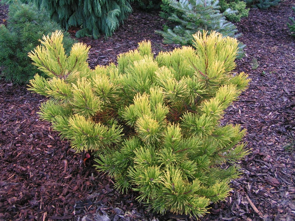 Pinus mugo Jalubi
