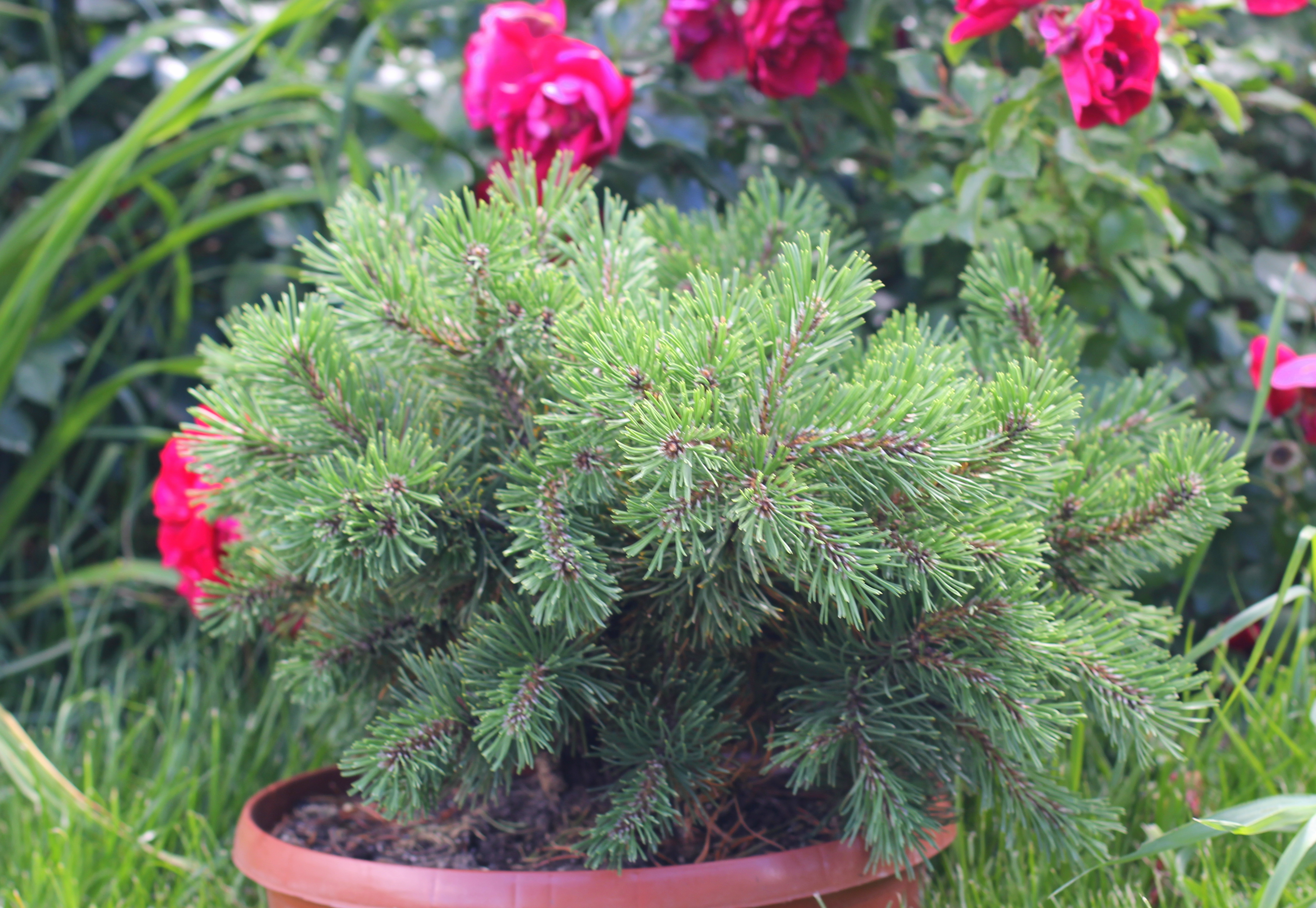 Pinus mugo Krauskopf