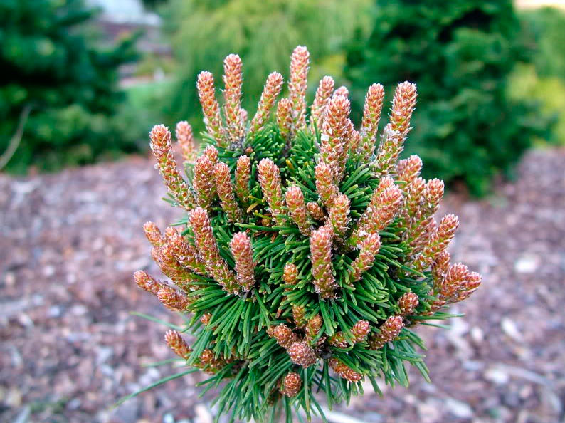 Pinus mugo Michal