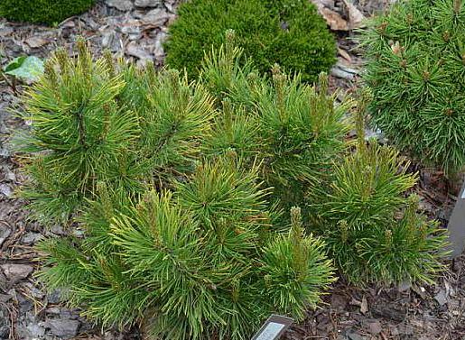 Pinus mugo Piatra Craiului