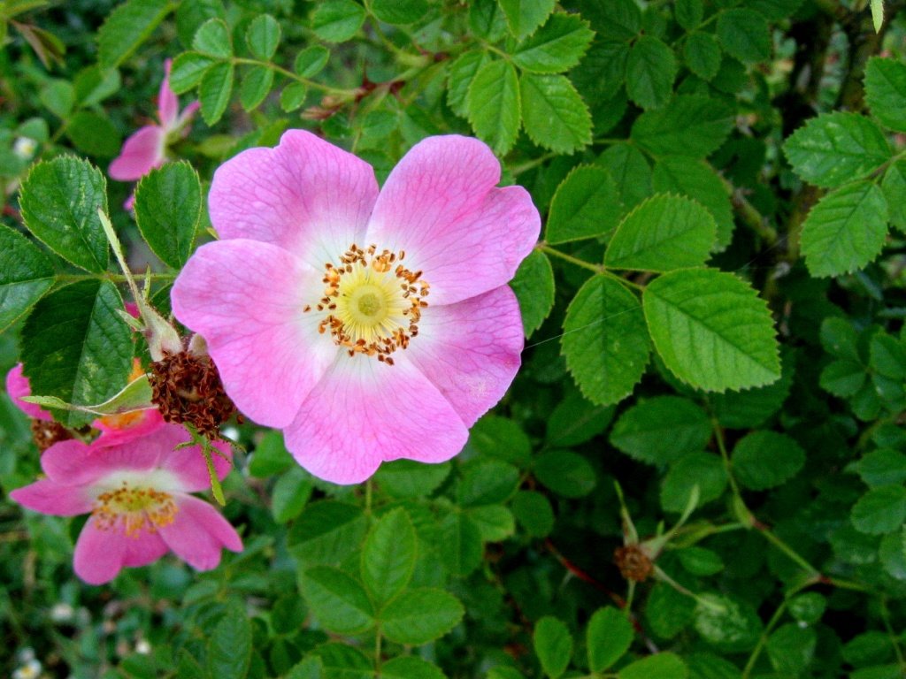 Роза нутканская, Rosa nutkana