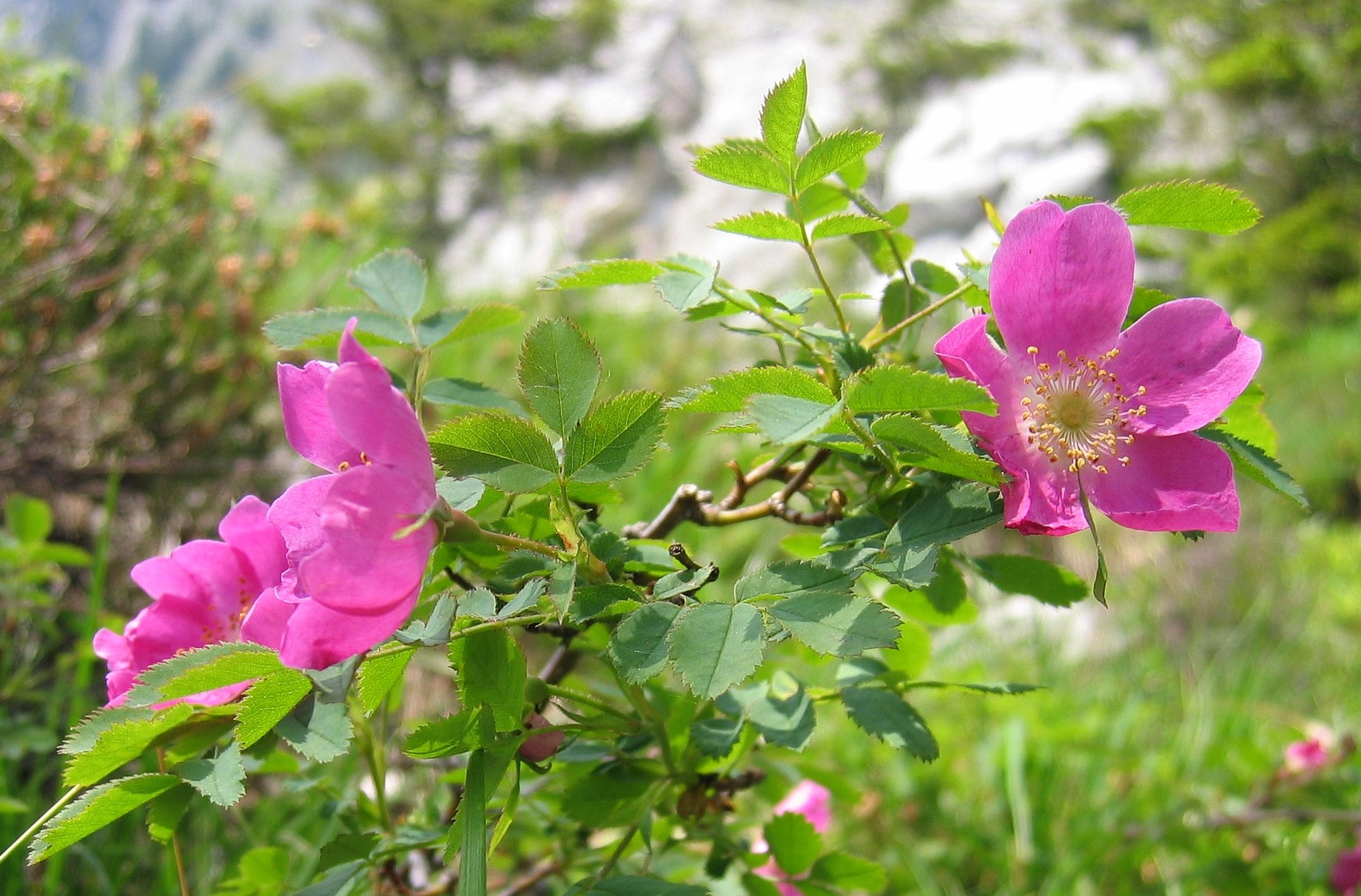 Роза альпийская, шиповник повислый (Rosa alpine, Rosa pendulina)