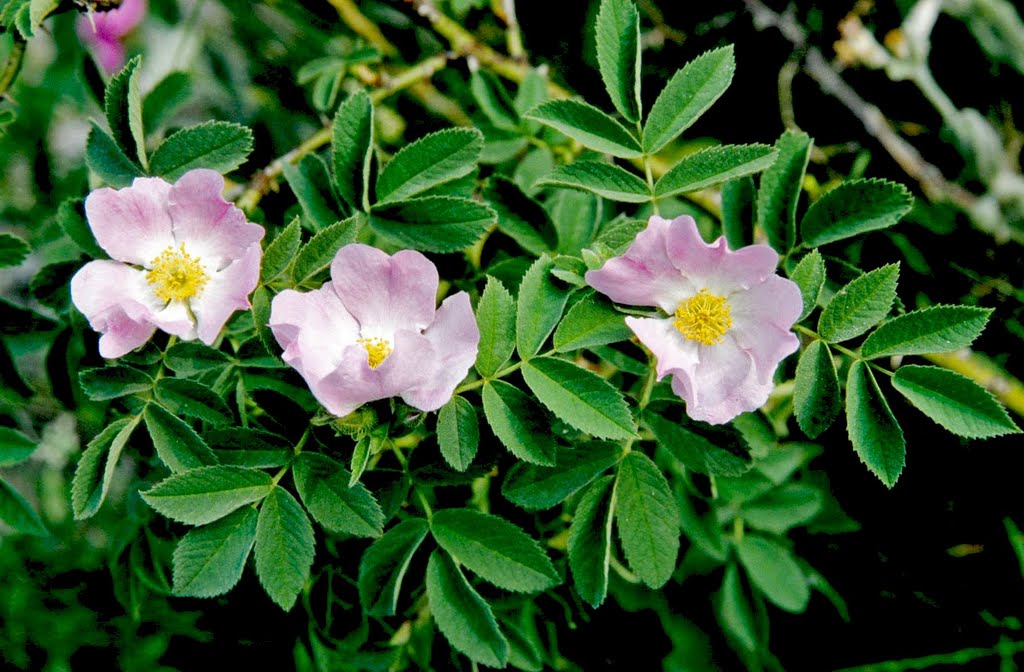  Роза мохнатая, Rosa villosa L. 