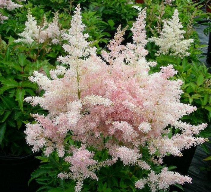 Astilbe japonica  'Europa'