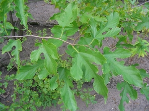 Шелковица черная (Morus nigra)