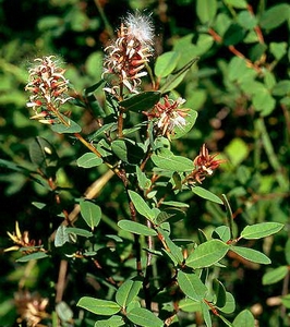 Ива черничная (Salix myrtilloides)
