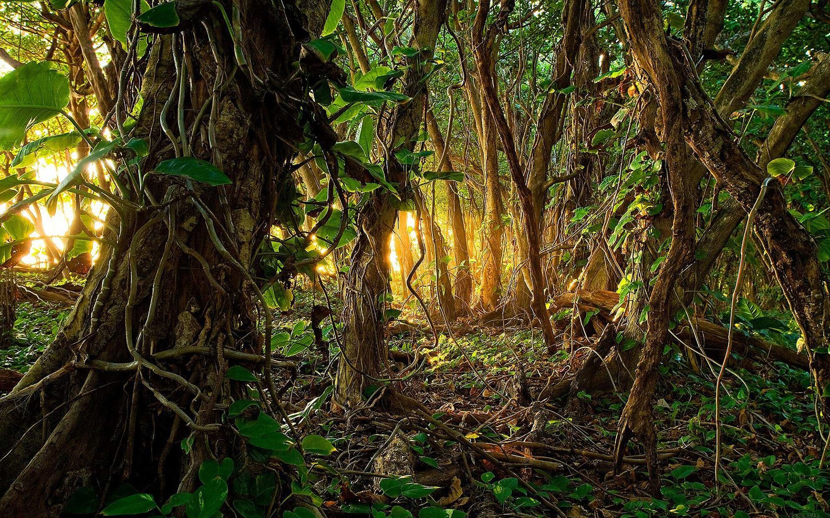 В джунглях до трети видов древесных растений – лианы. Именно они придают дождевому тропическому лесу неповторимый облик.