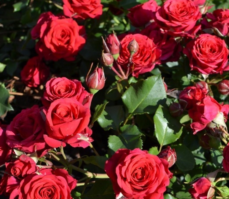 Mirabel , Interplant Roses Нидерланды