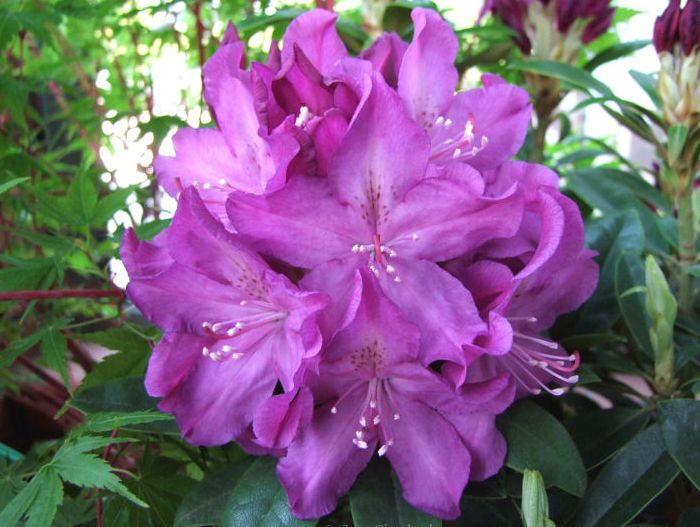 Rhododendron 'Boleslaw Chrobry'