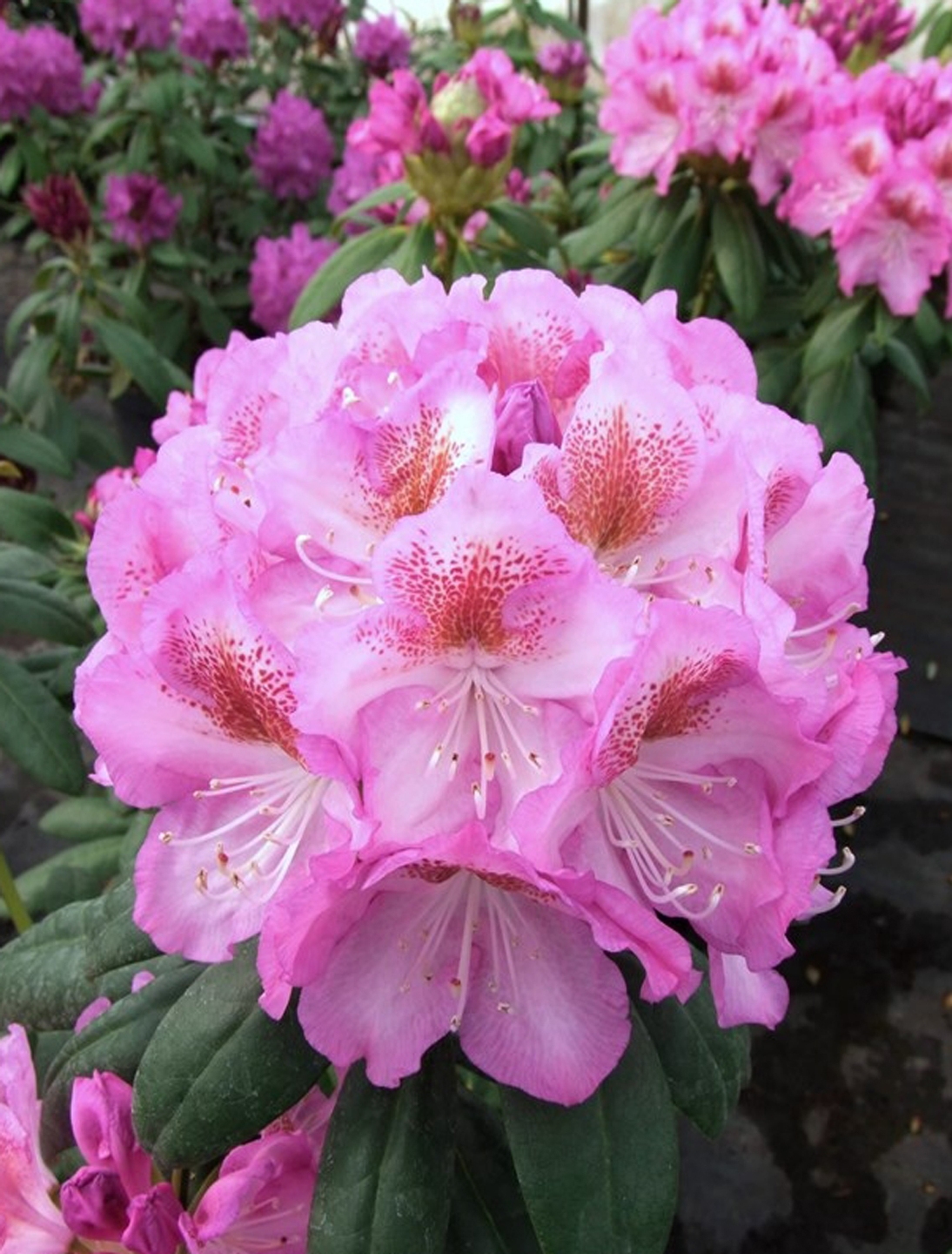 Rhododendron 'Kazimierz Odnowiciel'