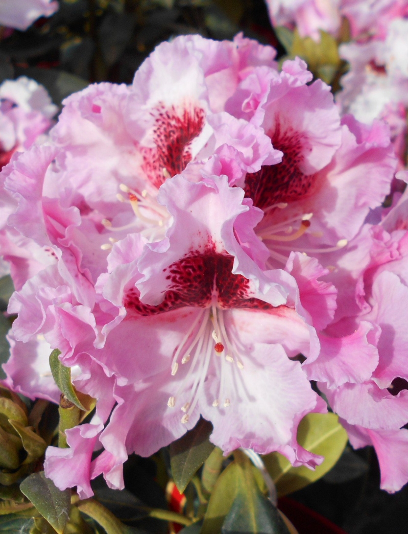 Rhododendron 'Krolowa Jadwiga'