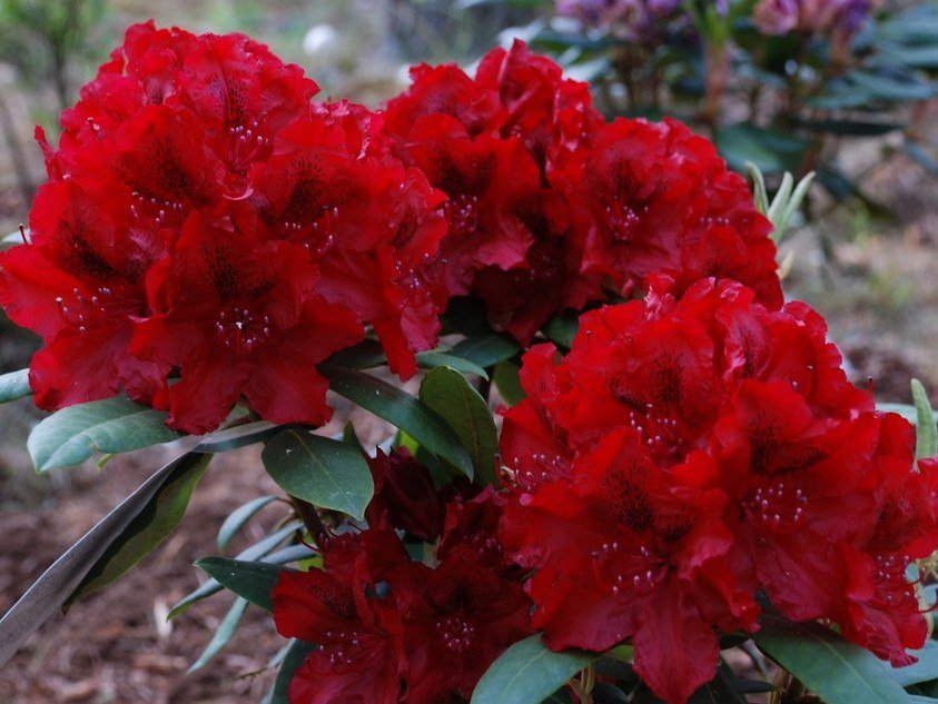Rhododendron 'Wladyslaw Jagiello'