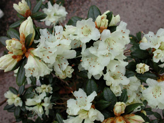 Рододендрон лапландский (Rhododendron lapponicum) 'Cream Crest'