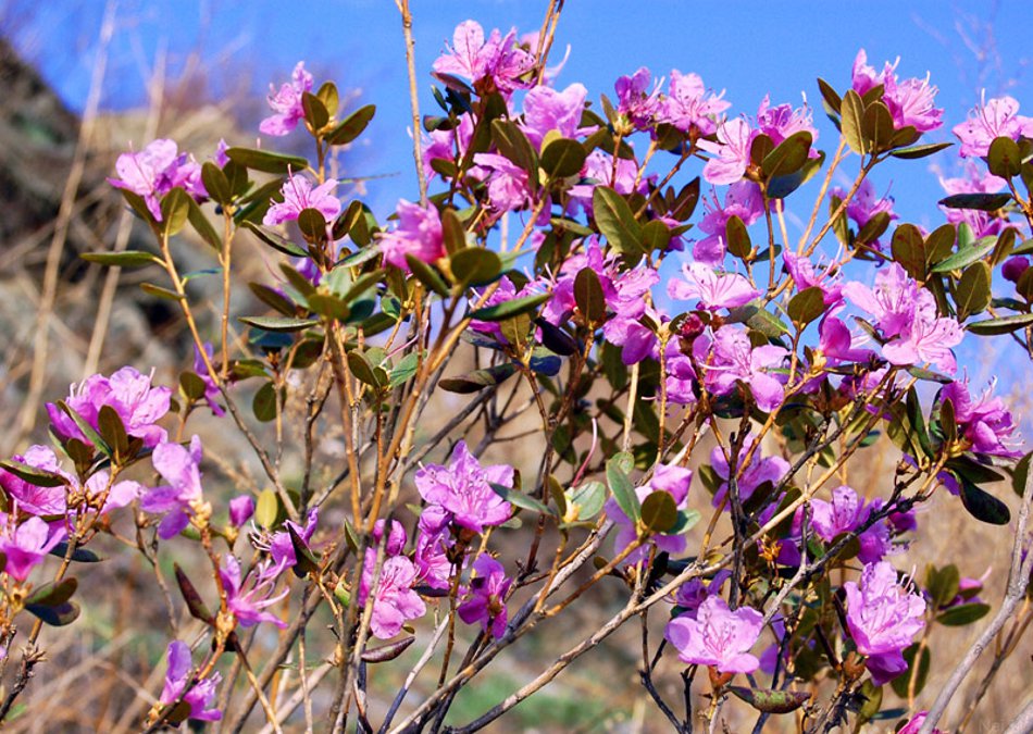 Рододендрон Ледебура (Rhododendron ledeboura)