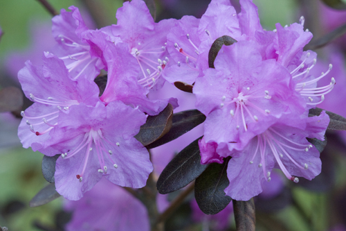 Rhododendron 'P.J.M. Elite'