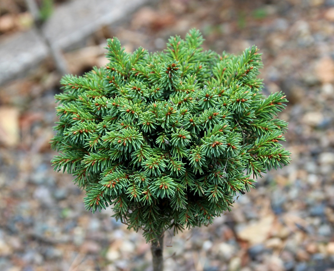 Picea abies `МПК 85`. Ель европейская. Фото Горошкевича С.Н.